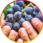 Resveratrol 