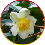 Camellia Sinensis