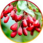 Berberine 