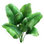 Banaba Leaf Extract & Corosolic Acid