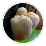 Lion’s Mane