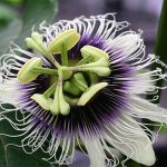 Passion Flower Powder