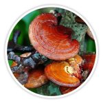 Reishi Mushroom