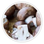 Royal Agaricus