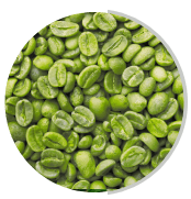 Mulberry Bean Extract