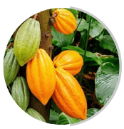 Cocoa