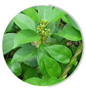 Gymnema Sylvestre
