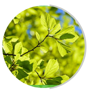 Leaf Extract