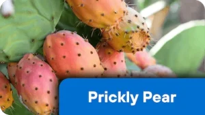 PricklyPear