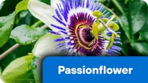 Passionflower