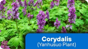 Corydalis (Yanhusuo)