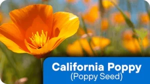 California Poppy