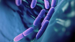 Probiotic Strains
